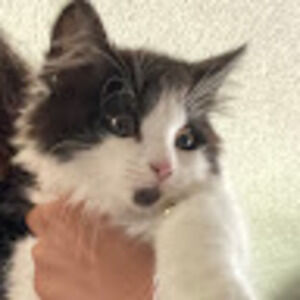 Meet your Posher, Bonnie